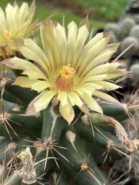 Coryphantha scheeri var. robustispina - MG133.45